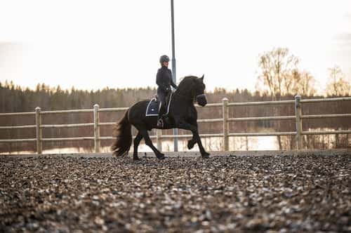 Bild av Frieser Hingst 