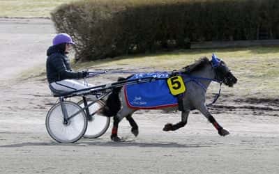 Inlägg 1 av Ponnytrav med titeln Ponnytrav 