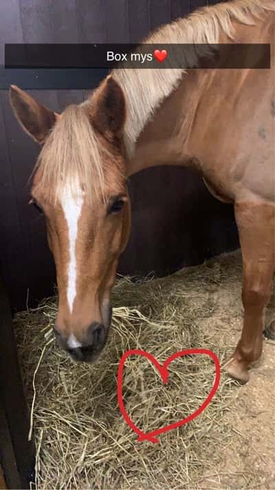 Post 1 of Dutch Riding Horse with title Min tjej❤️