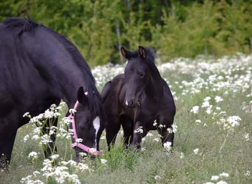 Bild av Snygg svart hingst ur ett fantastiskt prestationsmöderne