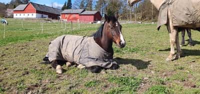 Inlägg 11 av Reining med titeln Njuter i solen ☀️