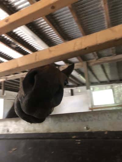 Inlägg 10 av Svensk Ridhäst med titeln Och en till! 😅 Skuttan e så söt.