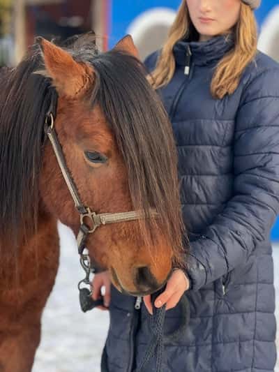 Post 1 of Caspian Horse with title Porträtt
