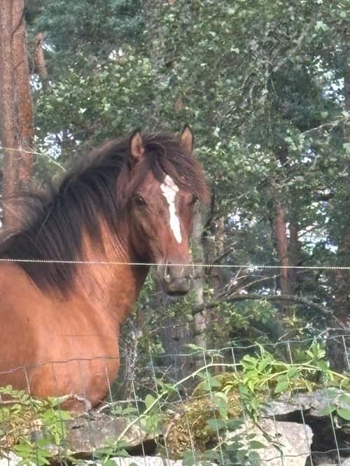 Bild av Ponnykille för framtiden