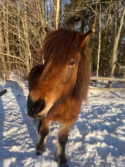 Inlägg 15 av Islandshäst med titeln 🥰🥰