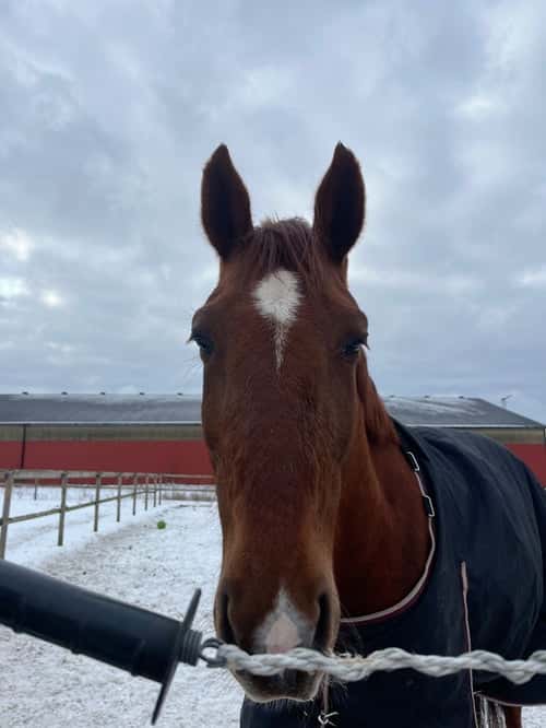 Bild av Fin ridtravare med stor potential❤️💫