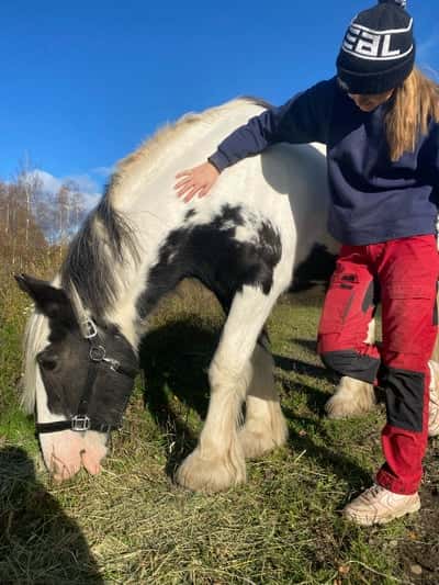 Post 1 of Irish Cob with title Zeus flyttade hem till oss