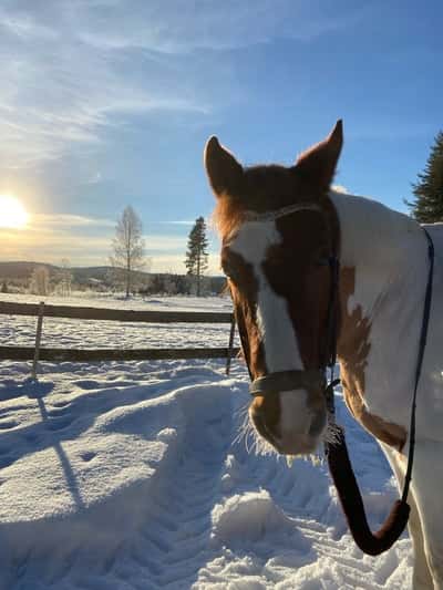 Inlägg 3 av Morganhäst med titeln Kalippo❤️