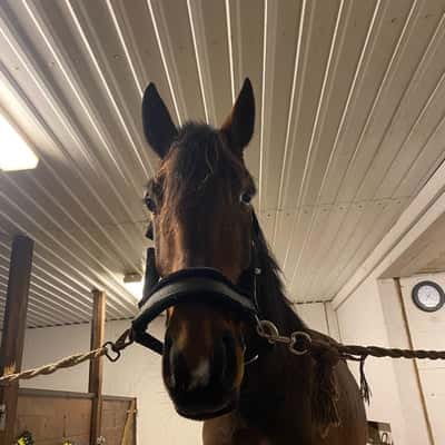 Ramonas primus (primmen)