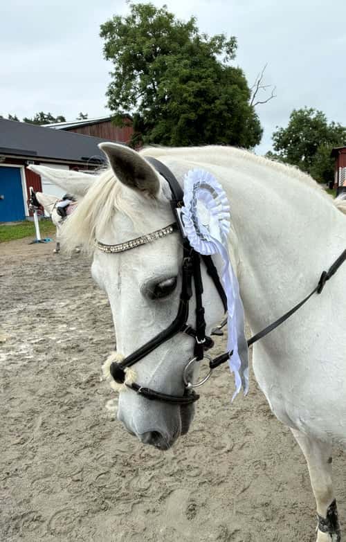 Bild av Trygg, rolig och snäll c-ponny 138cm