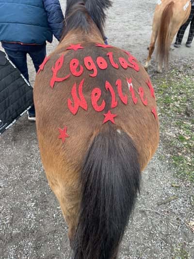 Inlägg 7 av Galopp med titeln Ponnygalopp 