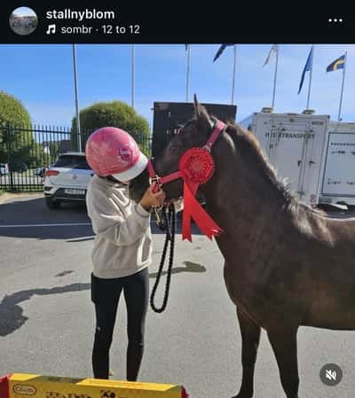 Inlägg 9 av Gotlandsruss med titeln Uppfödning 