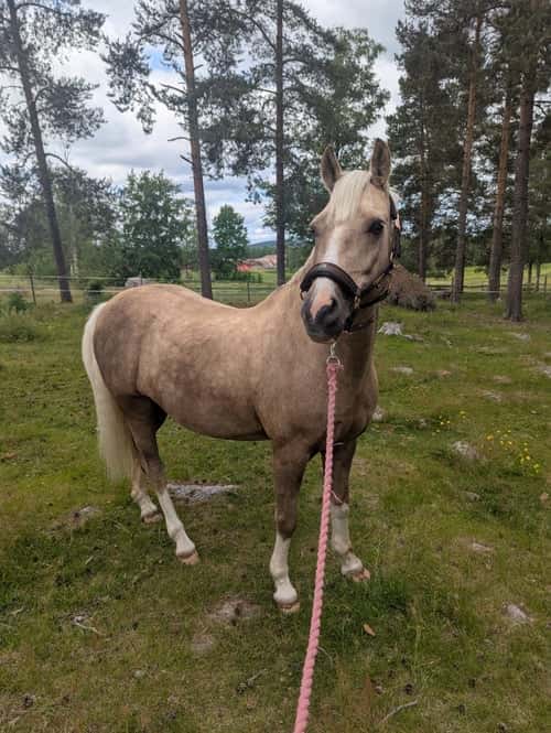 Bild av Läromästare söker sin nya bästa vän