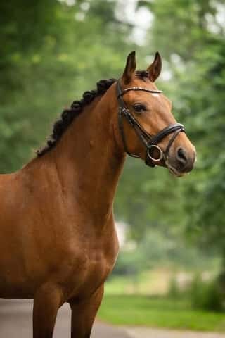 Inlägg 108 av Allround med titeln Othello Van’t Riethof❤️