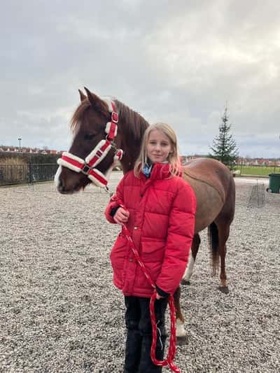 Inlägg 7 av Welshponny med titeln God Jul och Gott Nytt År 🥳 