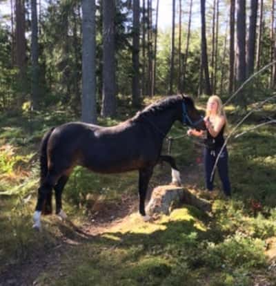 Inlägg 17 av Allround med titeln Promenader lös 