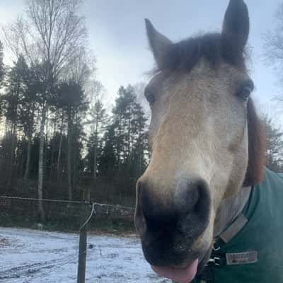 Bränningens starfight