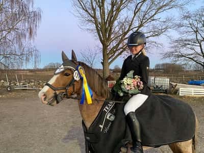 Post 265 of Show jumping with title Amcede danny boy’s första seger🏆❤️