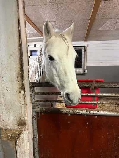 Inlägg 11 av Welshponny med titeln ❤️❤️