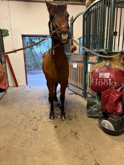 Bild av Bästa vän tillsalu