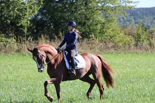 Bild av Lovande unghäst för framtiden