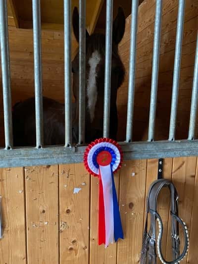 Inlägg 11 av Morganhäst med titeln Idag var jag duktig🤩