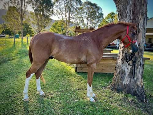 Bild av Talangfull valack