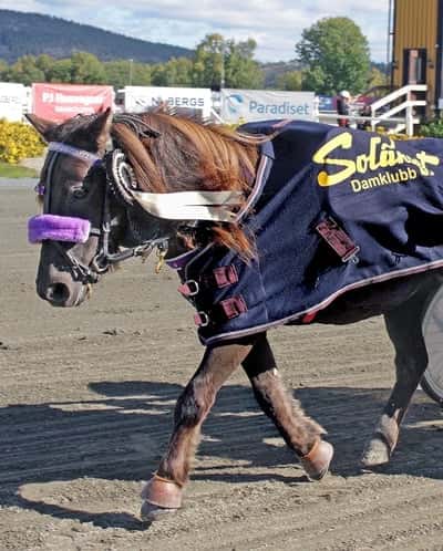 Stormtorpets Dezibelle