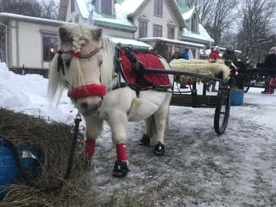 Inlägg 14 av Trickridning med titeln Julmarknad 