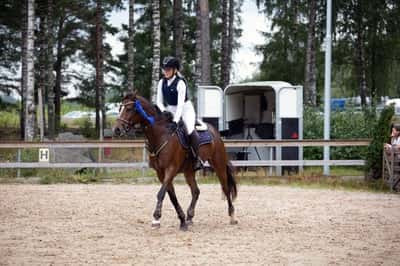 Post 197 of Show jumping