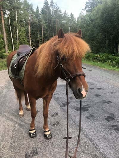 Snepill från Djurtorp