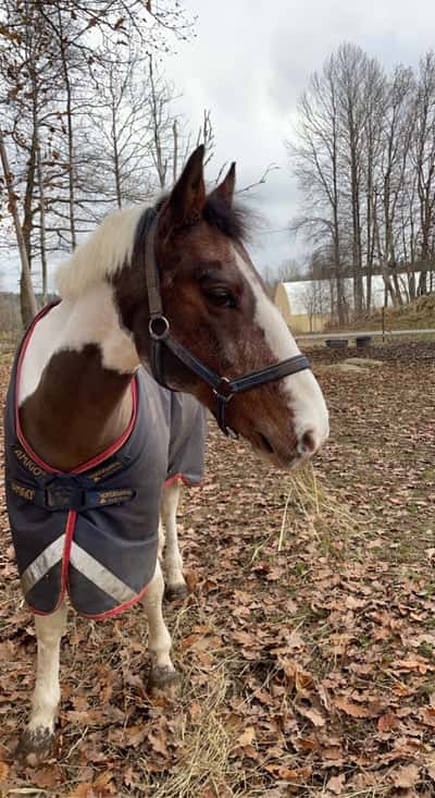 Inlägg 9 av Dansk Sportponny med titeln ❤️❤️❤️