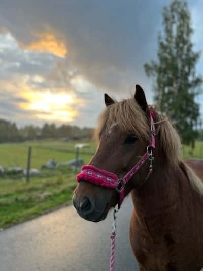 Skýr från Långlandet