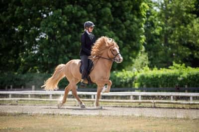 Inlägg 34 av Island