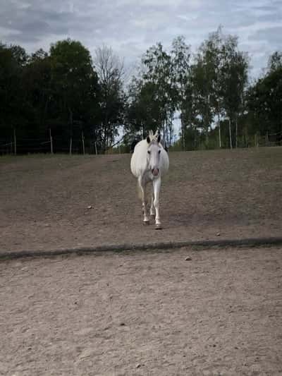 Inlägg 15 av Lusitano med titeln Pandan flyttade hem till oss!