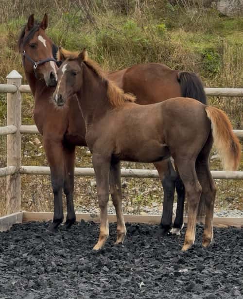 Bild av Fin åring efter Zafferano