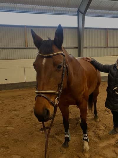 Inlägg 5 av Showridning med titeln Sadelprovning 