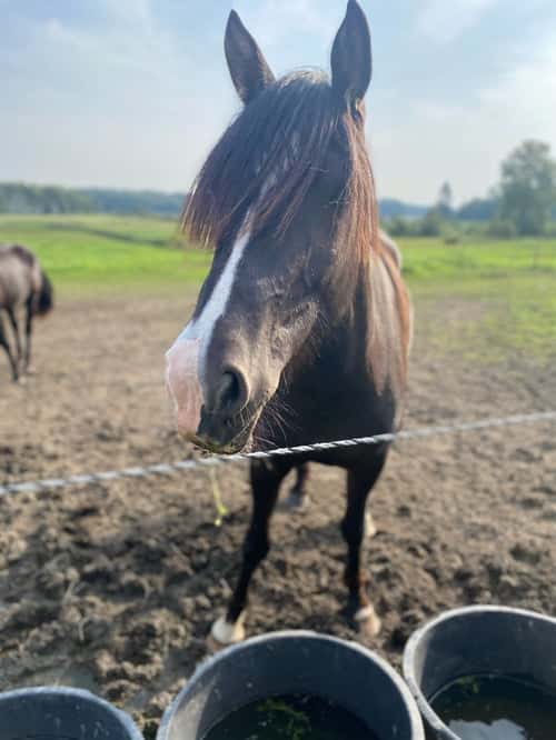 Bild av NORDENS TULA