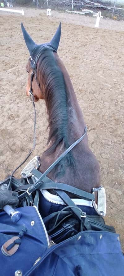 Post 19 of Para Equestrian with title No-stirrup November