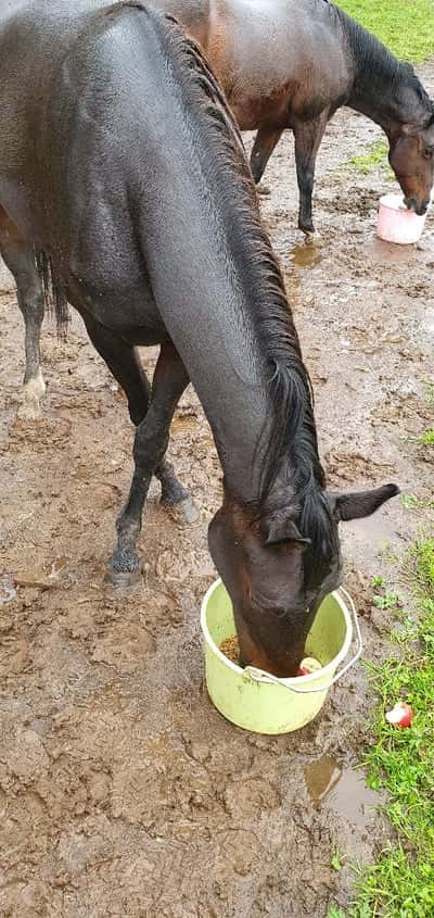 Inlägg 11 av Korsningshäst med titeln Mat🌾