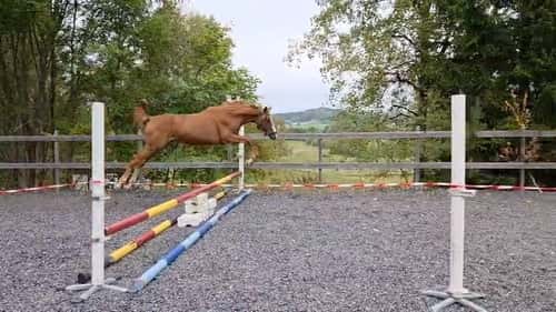 Bild av Joinville e. Janeiro de Bieville f.2024 hopp/fälttävlan