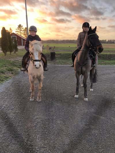 Inlägg 2 av Irländsk ridponny med titeln Kom till Sverige💓