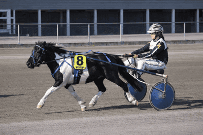 Inlägg 23 av Shetlandsponny med titeln Ponnytrav