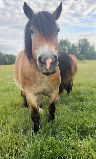Inlägg 1 av Ardenner med titeln Sötisen 💕💕