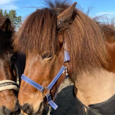 Gudmundur från Hästhava