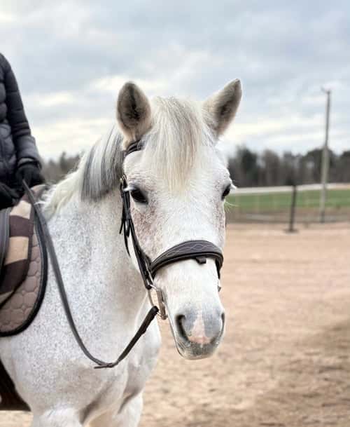 Bild av Fantastisk läromästare eller mor/dotter-ponny!