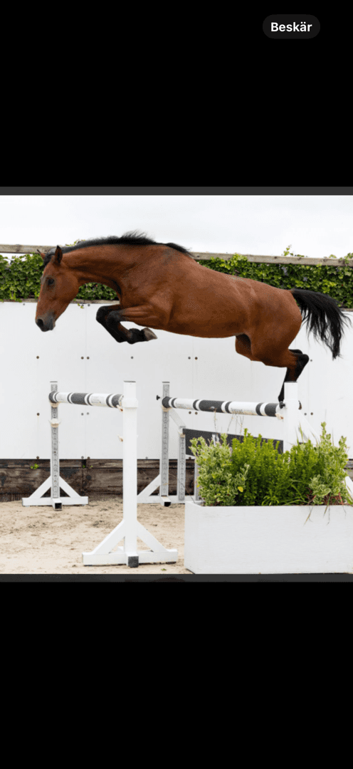 Bild av Fin unghäst för hoppning och fälttävlan