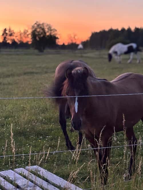 Bild av Ponnykille för framtiden