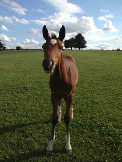 Inlägg 20 av American Curly med titeln Baby Harry 