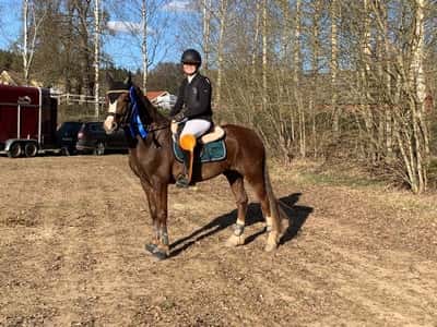 Post 237 of Show jumping with title Dubbelplacering